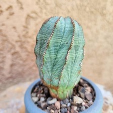 Euphorbia obesa - Rare