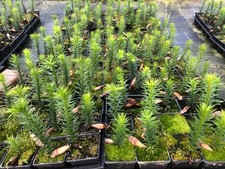 Monkey Puzzle Tree Seedlings Collection, Singles/Packs ,7cm pots-Plant Passports