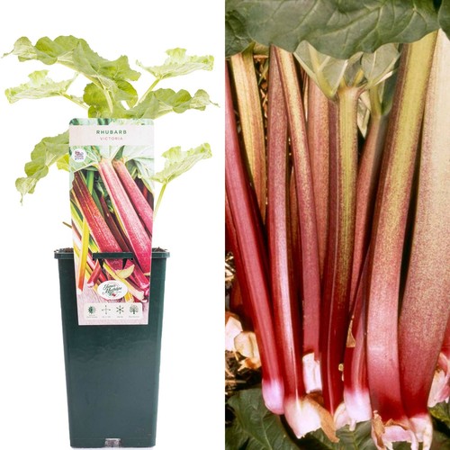 Rhubarb rheum victoria - rhubarb,