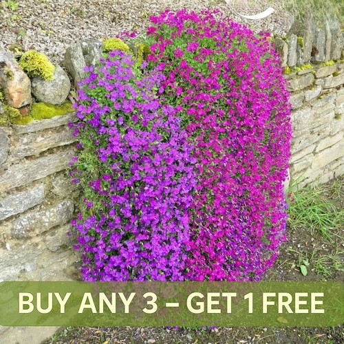 Rock cress cascade - cress, 300