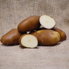 Golden Wonder Seed Potatoes -