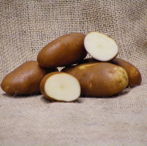 Golden wonder seed potatoes - wonder,
