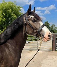 Hand bridle havana brown - bridle,