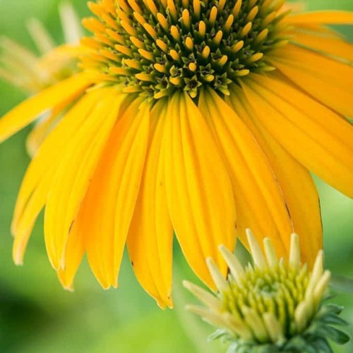 Litre echinacea purpurea - litre,