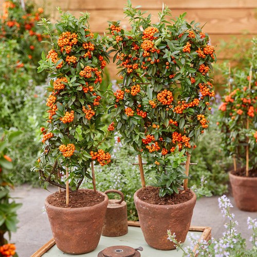Pack pyracantha orange - pack, 'orange