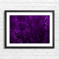 Vibrant Red Poppy With Purple