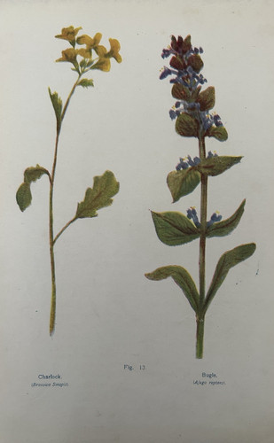 Antique botanical print - antique,