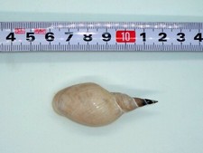 Lymnaea stagnalis (Linnaeus, 1758) from Lake Prespa in Albania. Freshwater Snail