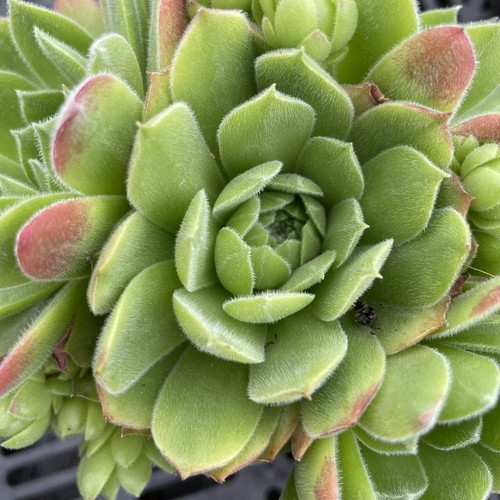Sempervivum grandifolium - sempervivum, 'grandifolium'