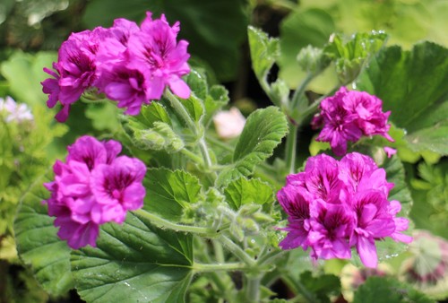 Pelargonium flore plenum - pelargonium,