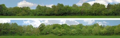 Tall trees 5 x - a),
