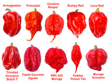 Worlds HOTTEST Chilli - 100