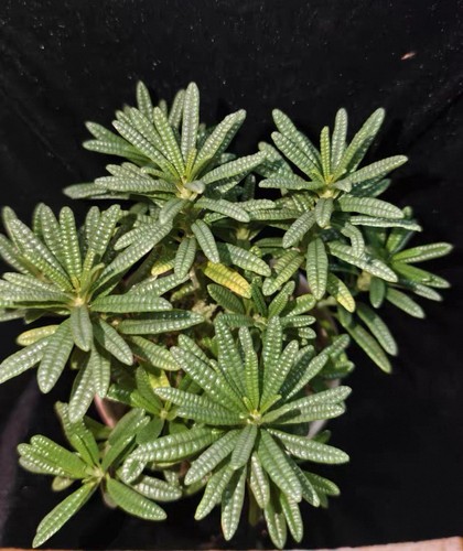Rare live house plant - rare,
