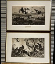 Superb Rare Pair Of 19thC Grouse Shooting Photogravure’s by Archibald Thorburn