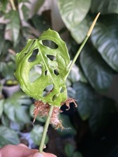 🌿 Monstera obliqua