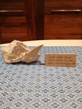 Otodus / Great White Shark Fossil Tooth (in Rock) Approx 40 Million Yrs Old