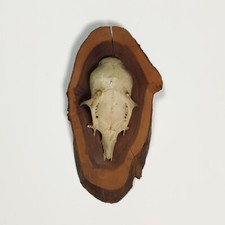 Vintage 1980s Mounted Roe Deer