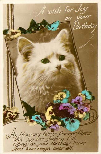 Cat kitten beautiful white - cat,