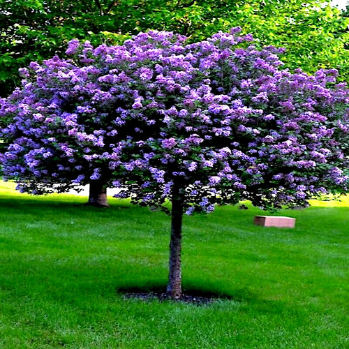 Common lilac purple flower - 20,