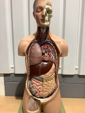 Adam Rouilly Human Torso Model