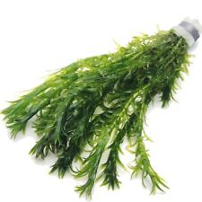 10 x Elodea Densa Oxygenating Pond Water Aquarium Live Plants Egeria K2AQUA