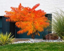 Rhus Typhina Stag's Horn Tiger