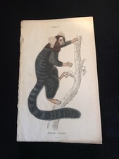 W.H. Lizars. 19c. Etching