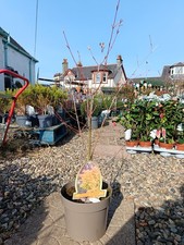 Acer palmatum ‘Orange