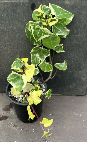 Senecio macroglossus - senecio,