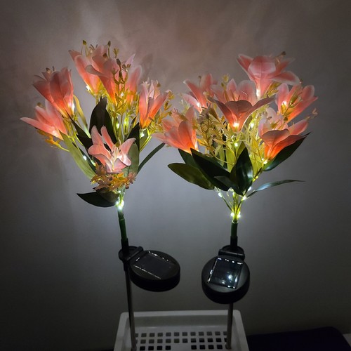 Pack pink solar - lily, flower