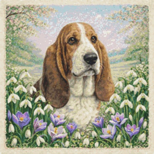 Basset hound puppy - puppy, dog
