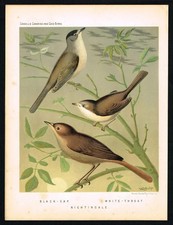 1896 Cassell’s Cage Birds