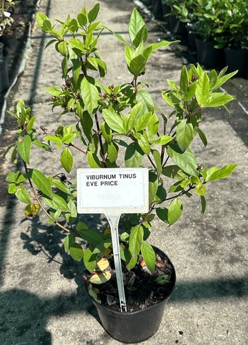Viburnum tinus eve price - tinus, price'
