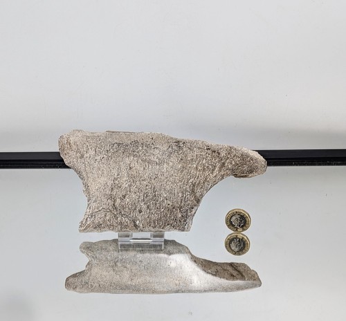 Large dinosaur bone fossil - dinosaur,