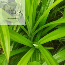 Pandan Leaves Dried Screwpine