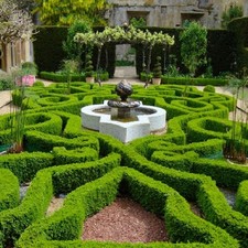 Buxus sempervirens hedging - sempervirens,