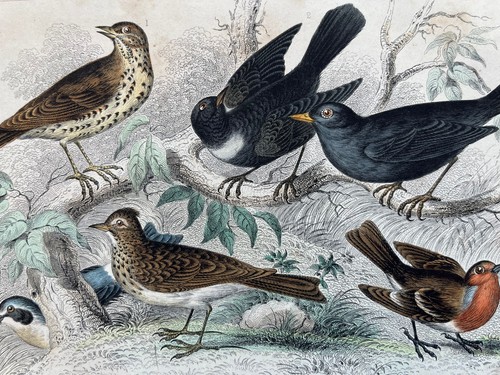 Antique hand coloured