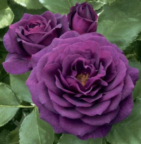 Ebb tide floribunda - ebb, garden