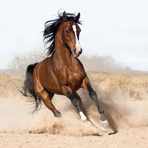63991 horse animals wall decor - horse,