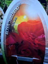 Roses bush   🌱 4 varieties