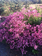 Diascia Personata Plant Border