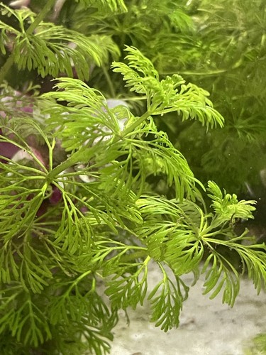 10x cabomba aquatica - 10x,