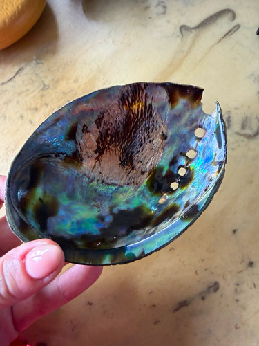 Iridescent abalone shell - iridescent,