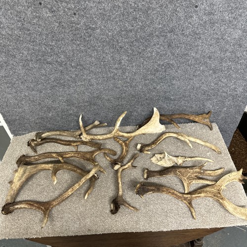 Mixed fallow antler - mixed, chew