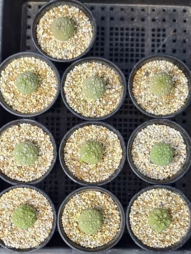 10pcs rare live house plant - house,