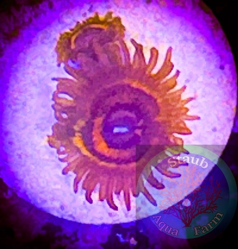 Saf twizzler zoanthid coral - saf~twizzler,