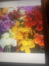 Pack Of 10 Wallflower Plug Plants 