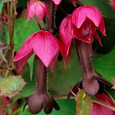 Rhodochiton atrosanguineum