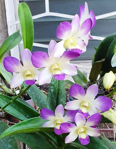 Rare dendrobium aridang blue - dendrobium,