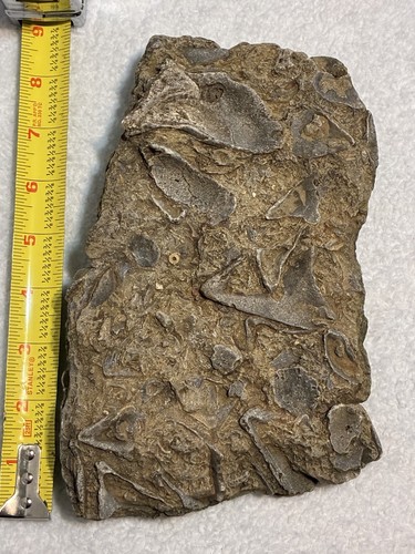 Fossil hash plate brachiopod - hash,